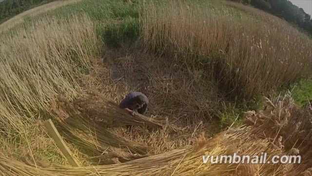 Reetfeld im Juni 2014