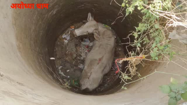 अयोध्या नगर निगम की लापरवाही से मवेशियों और बच्चों की जिन्दगी खतरे में