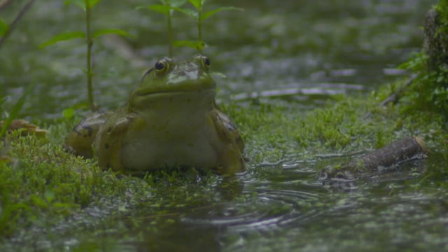 Bullfrogs in slow motion