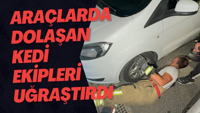 Araçlarda Dolaşan Kedi Ekipleri Uğraştırdı