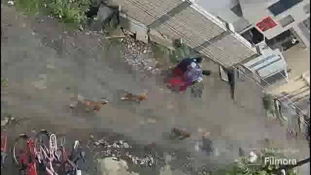 उदगीर शहरात शाळकरी मुलींवर मोकाट कुत्र्यांनी चढवला जीवघेणा हल्ला