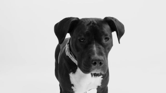 Adoption Promo Video