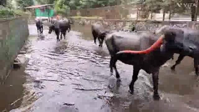 कोल्हापूर च्या पंचगंगानदीच्या पुर वाढलेने पश्चिम भागात उत्तरेश्वर भागात जनावरे सुरक्षित जागी घेऊन जात आहेत.मैदानाचे तलाव