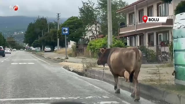 İnek Araçlara Aldırış Etmeden Trafiği Tehlikeye Soktu