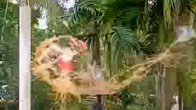 aadivasiyon Ke Bina licence wale Hathiyar