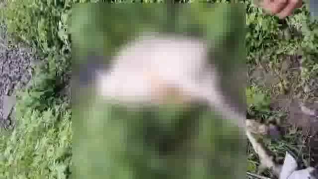 हनुमान नगर येथे रेल्वेच्या धक्क्याने गाईचा मृत्यू