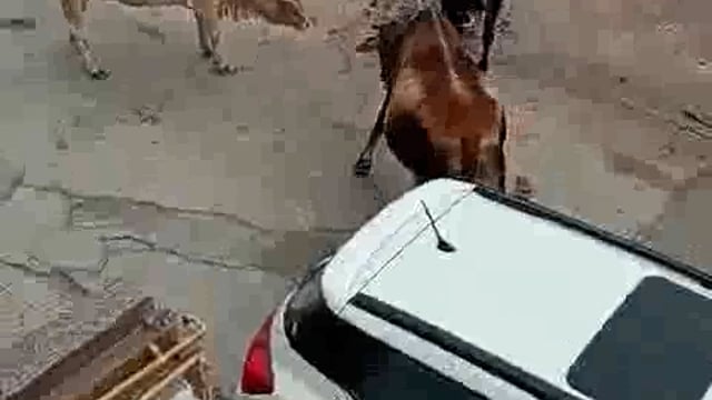 Haryana ke Kurukshetra ka video dekhiae aapko vichalit Kar Dega Aawara pashuon Ka Tandav dekhiae kis kadra Mahila ko Maut Ke Ghat utaar Diya