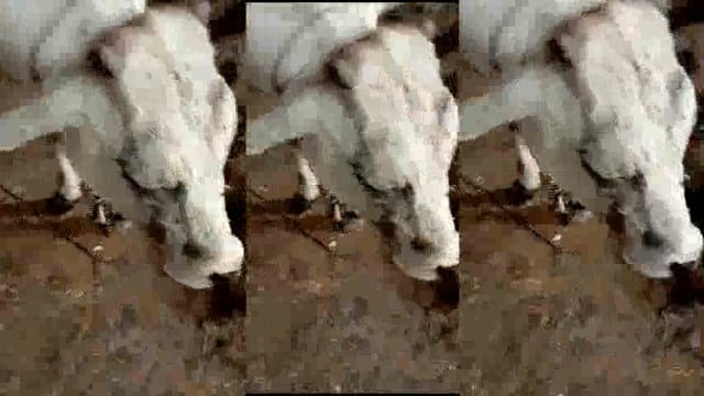 बेसहारा जानवरो के लिए किसी मसीहा से कम नहीं है डॉक्टर नीरज गौड एडवोकेट जिला प्रवक्ता अंतर्राष्ट्रीय पत्रकार महासंघ