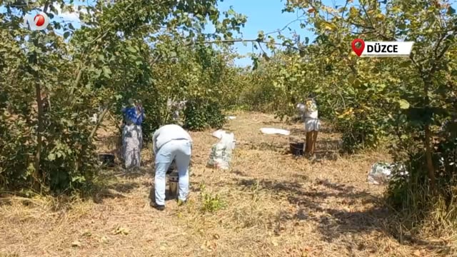 Fındık Üreticileri Erkenden Hasat Yapmaya Başladı