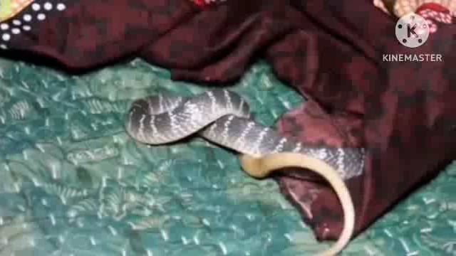 बेड पर सोती किशोरी को सांप ने डसा तीन बार हुई मौत सांप ने किशोरी के पिता को भी मारा डंक।