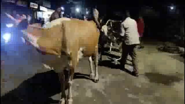 उदगीर शहरातील मोकाट जनावरे पकडण्याची मोहीम सुरू