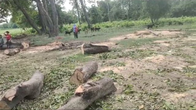 Bahraich : वन विभाग की लापरवाही से काटे जा रहे हरे-भरे आम के पेड़