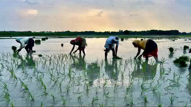 डीजल अनुदान के लिए ऑनलाइन आवेदन प्रारंभ;30अक्टूबर तक अंतिम समय: अमरपुर के रामचंद्रपुर, तारडीह के किसानों को करें प्रेरित