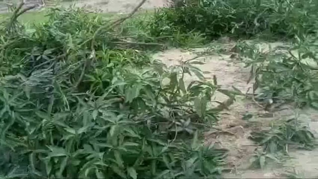 वन माफियाओं के हौंसले बुलंद! रात के अंधेरे में काट डाले आम के हरे भरे फलदार वृक्ष !