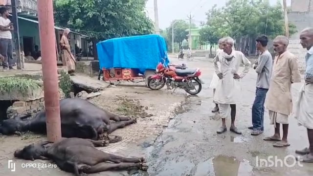 हाई टेंशन बिजली का टूटकर गिरा पशुओं के ऊपर तार दो पशुओं की हुई मौत |
