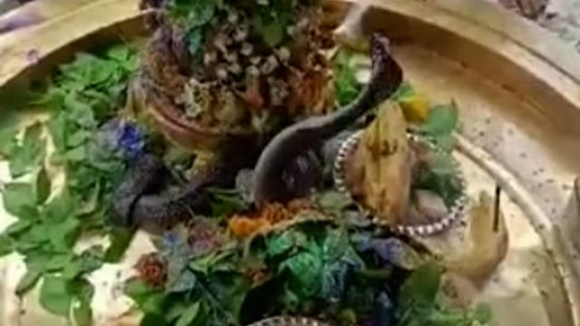 देखिए कहां शिवलिंग पर बैठे नाग देवता के भक्तों को हुए दर्शन