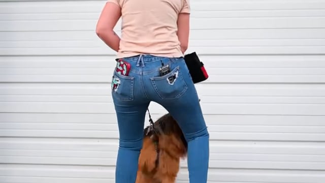 Reactive Dog Tips