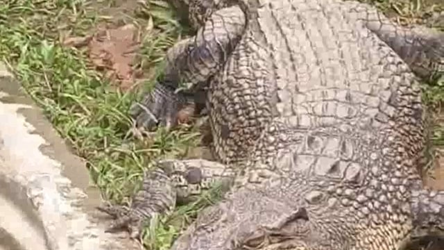 Breaking...
अंबेडकर नगर..
सरयू जी के तट पर दिखे मगरमच्छ सूचना पर स्थानीय लोगों में दहशत का माहौल।