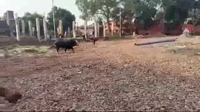 राया:आवारा सांड ने युवक को पटक पटक कर उतारा मौत के घाट: काफी मशक्कत के बाद पड़ा सांड 