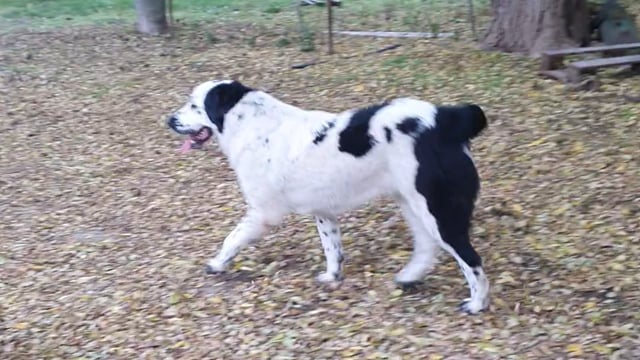 Щенки среднеазиатской овчарки САО (алабай) video thumbnail 0