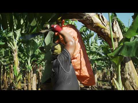 Premier Fresh Australia Company Video